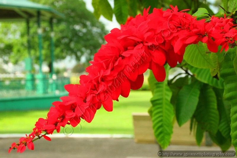 Trinidad and Tobago Flower